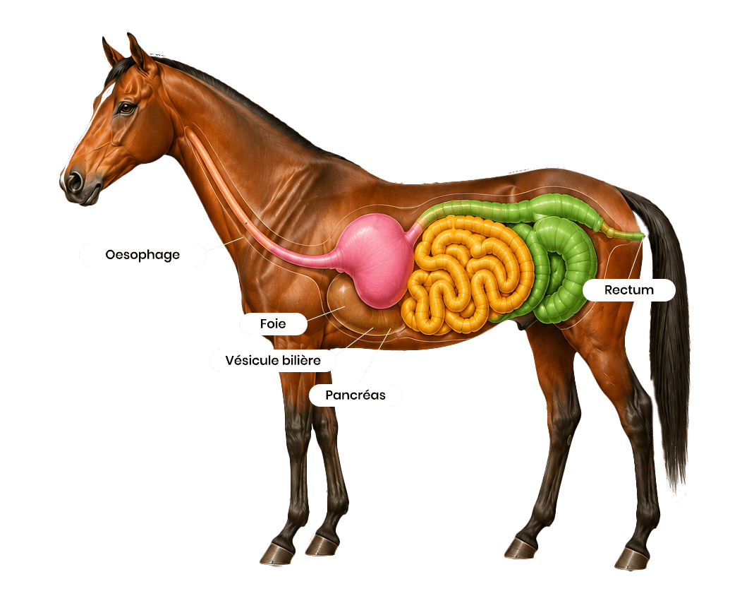 GERMTONIC-2026-HP cheval shéma